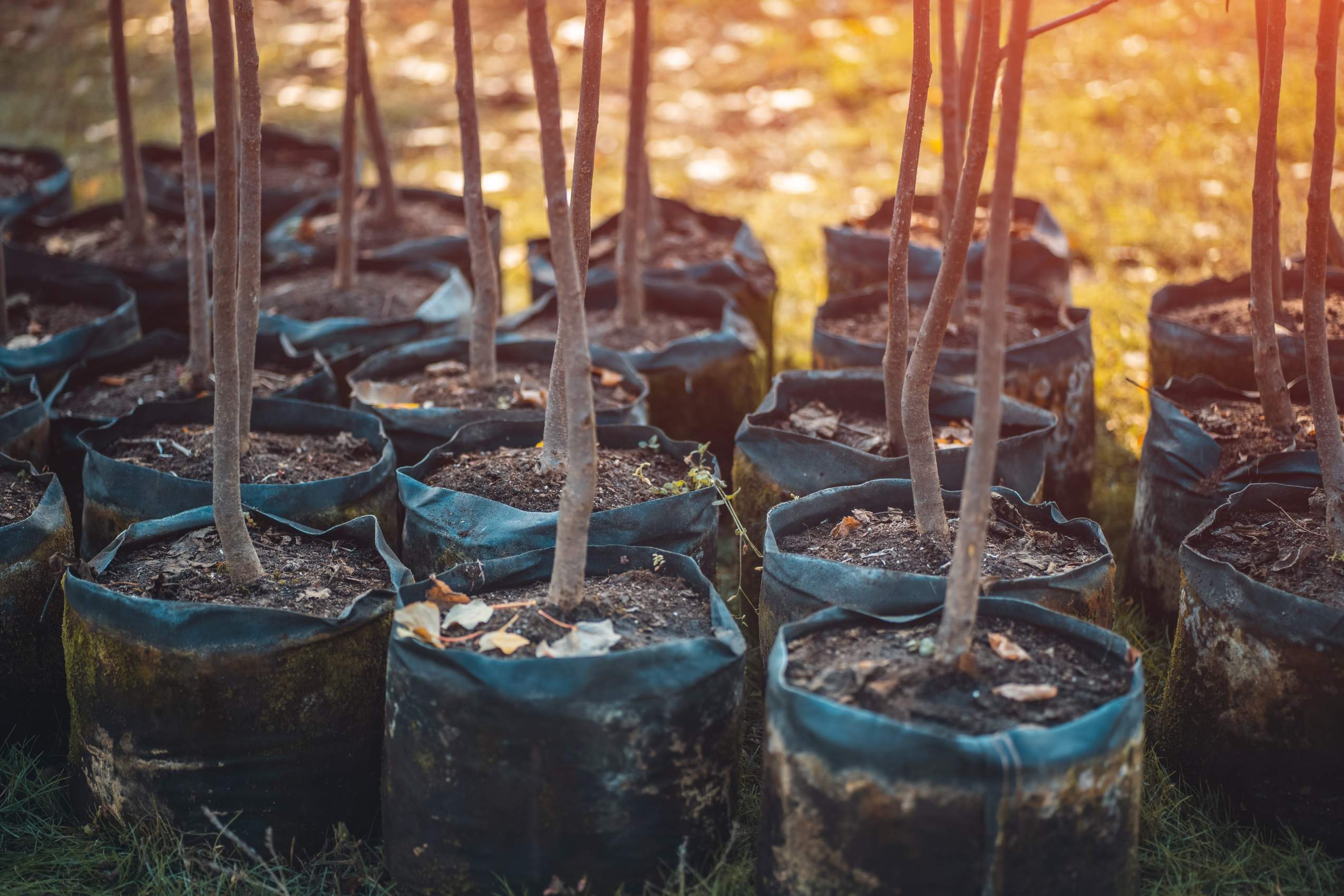 Gmtreeexperts (4)