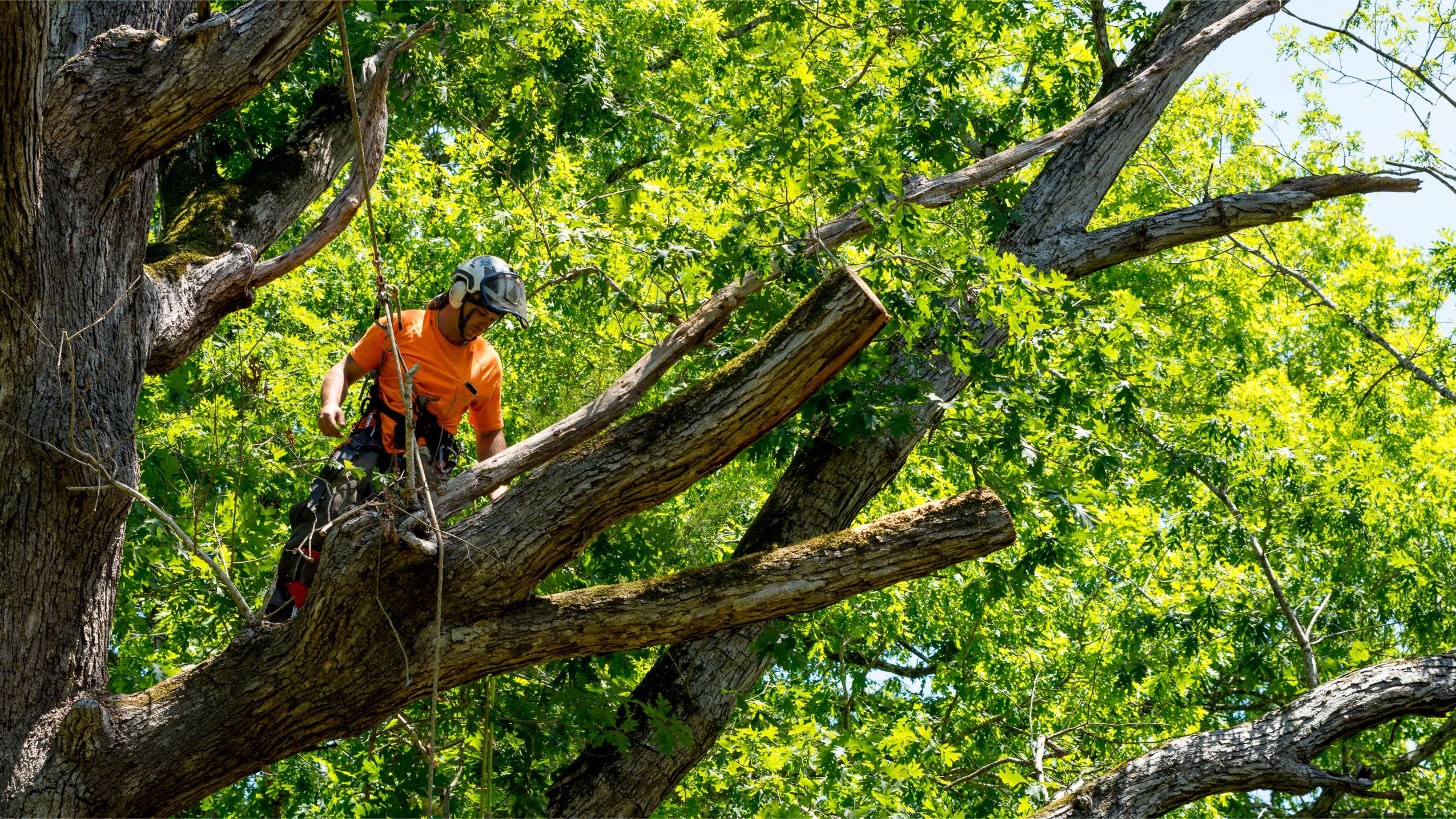 Gmtreeexperts (6)