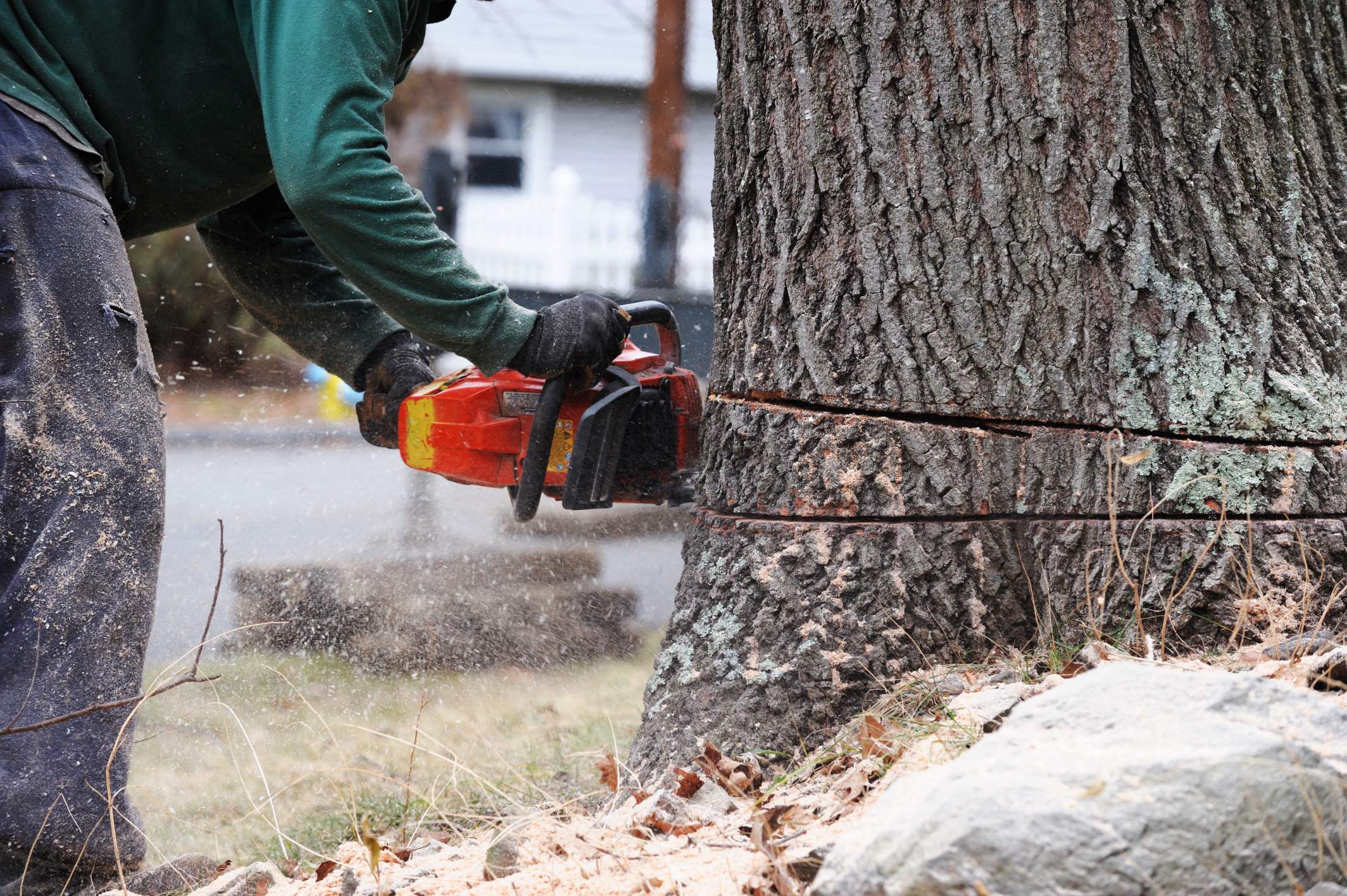 Gmtreeexperts (7)