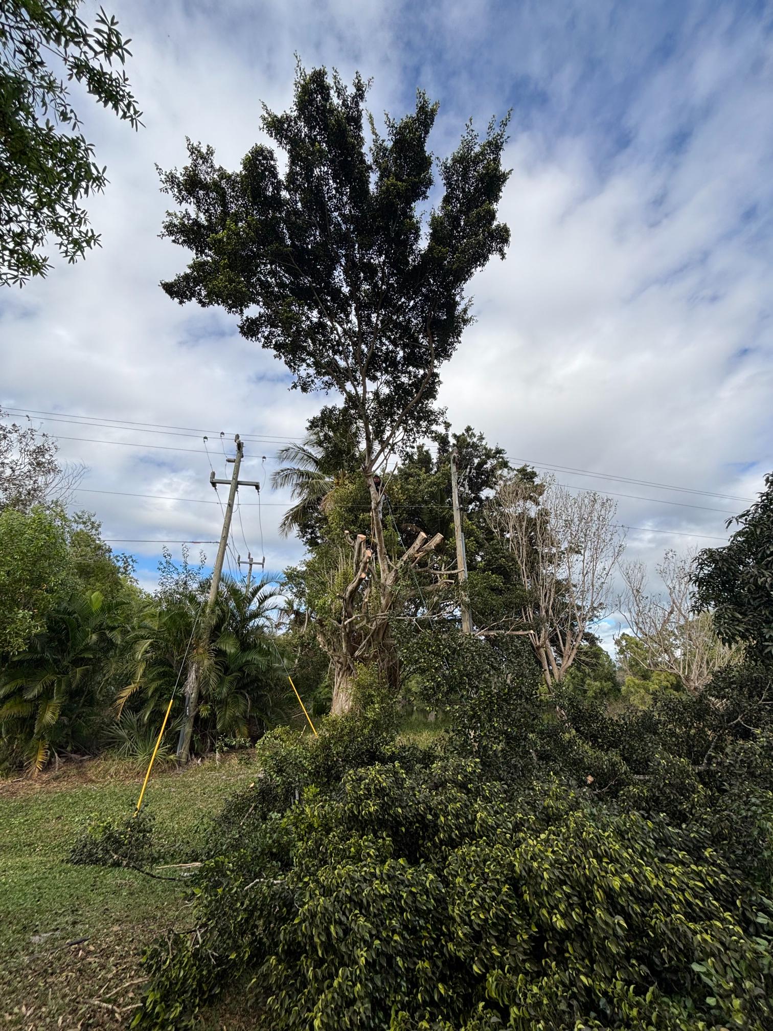 Gm Expert Tree Service 1 30 (18)