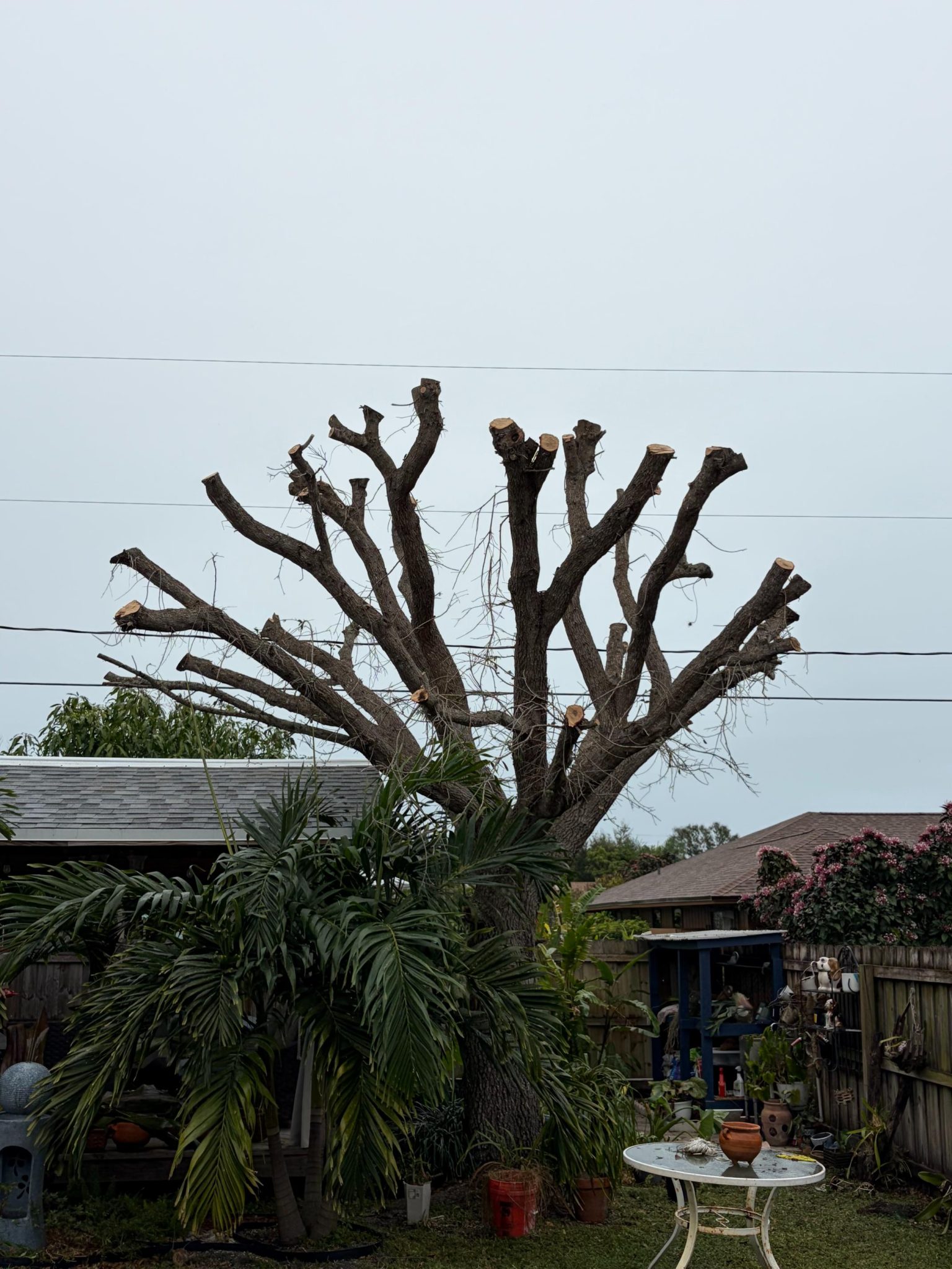 Gm Tree (10)