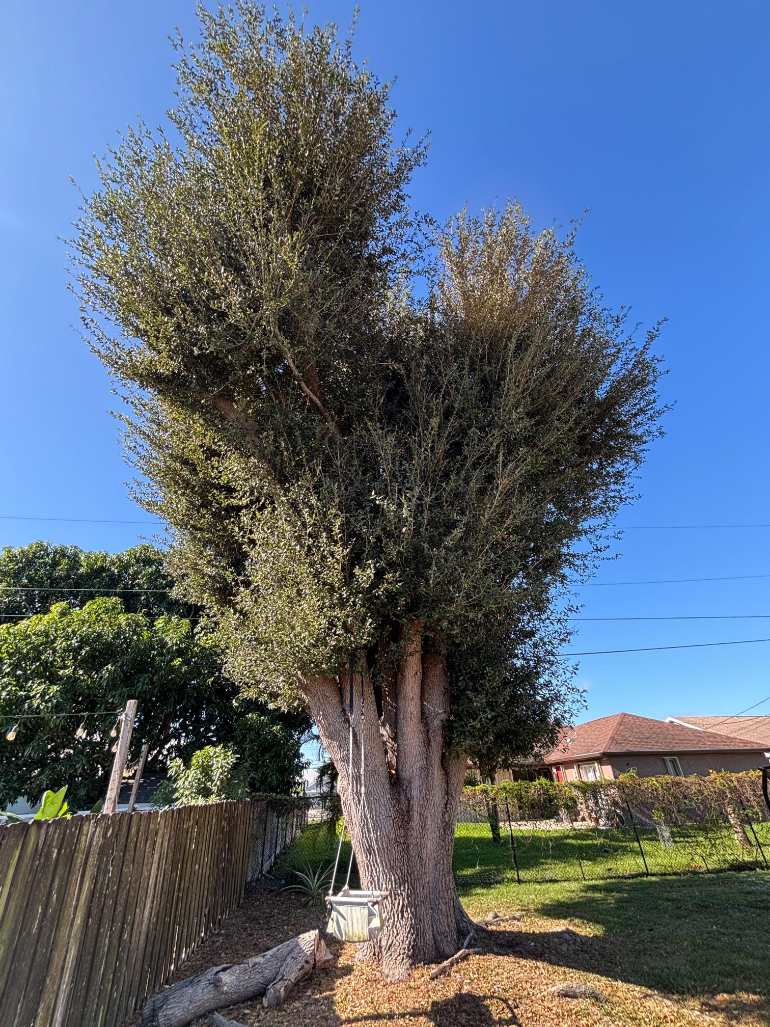 Gm Tree (5)