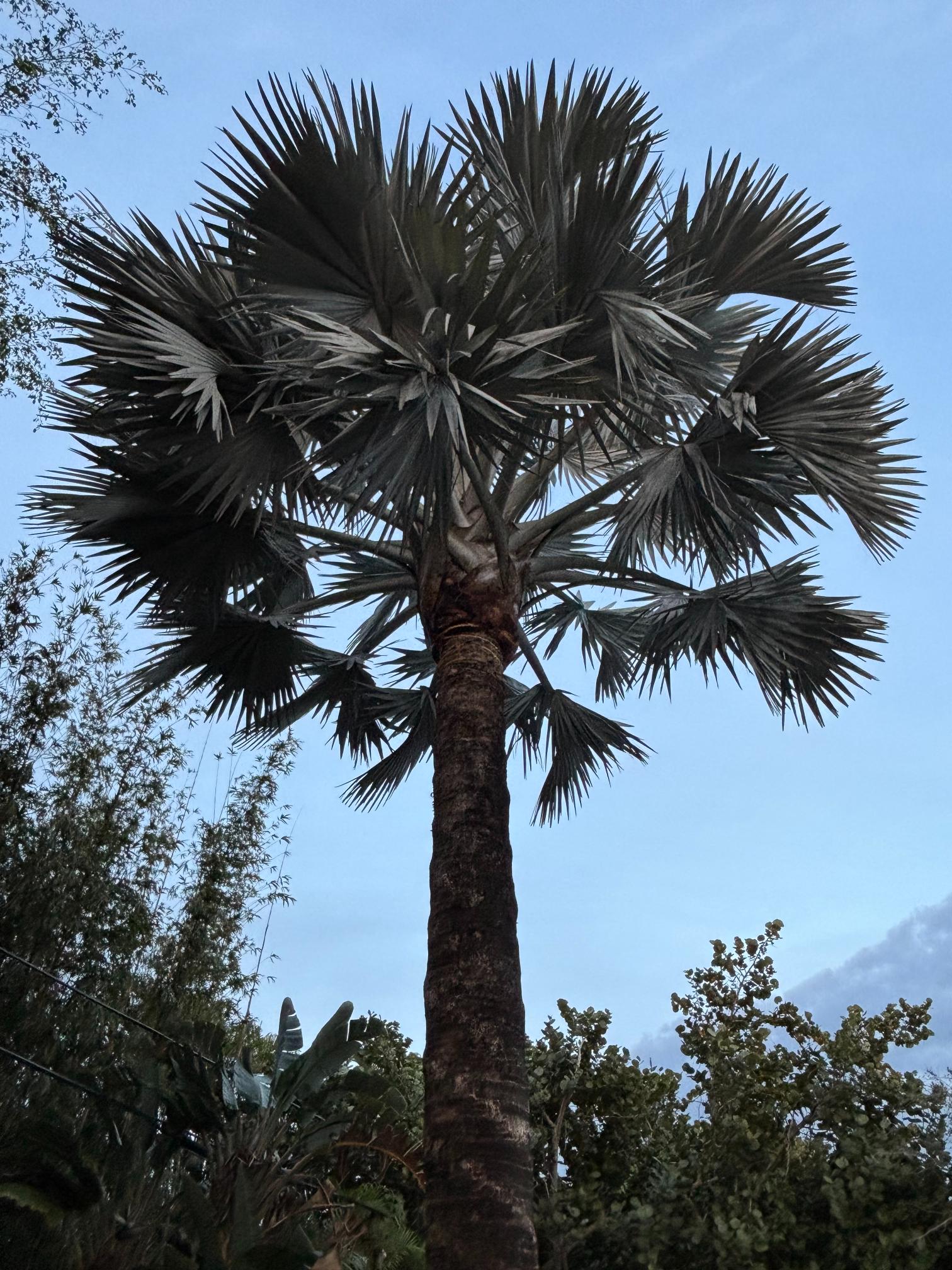 Gm Tree (8)