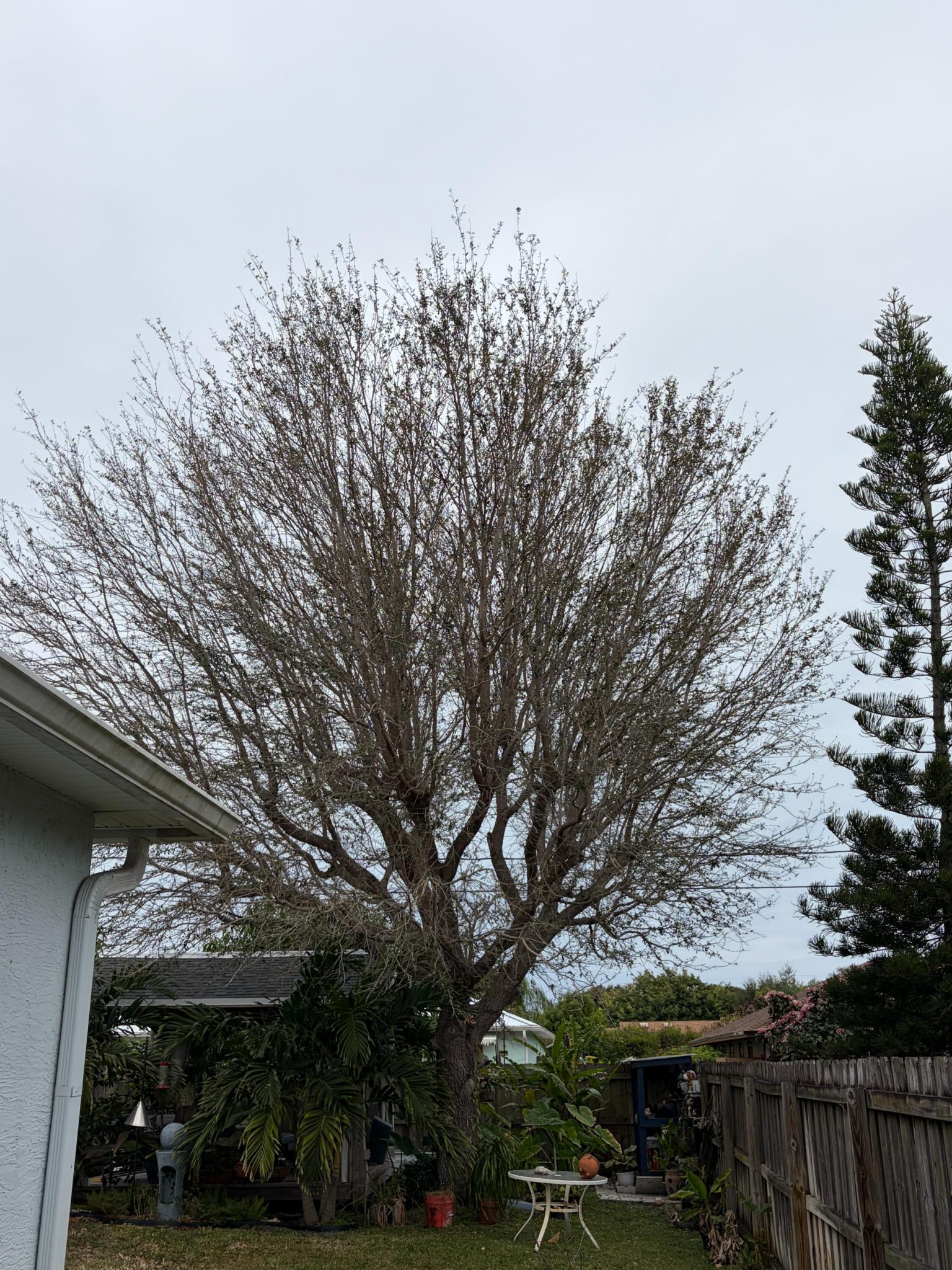 Gm Tree (9)
